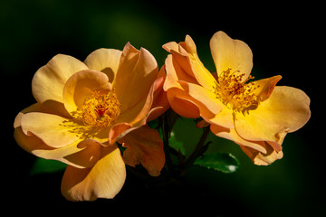 Colorful close up of two yellow Amber Sun rose heads in bright sunshine