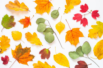 Autumn flat lay background with leaves on white.