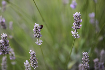 An endangered wild bee on a stalk of lavender gathering pollen