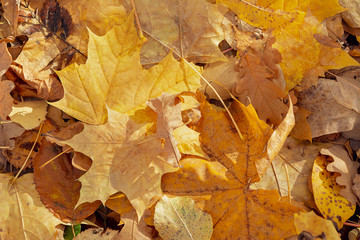 background of fallen to the ground autumn yellow orange leaves