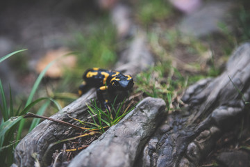 Fire Salamander 