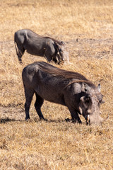 Two Warthogs Kneeling While Eating on the Savanna, Kenya, Africa