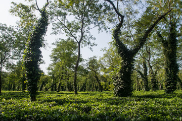 Fototapeta premium Typical tea plantation in Assam near Kaziranga National Park