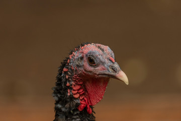 Turkey head detail with color nice background