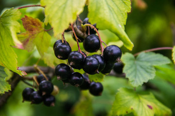 blackcurrant