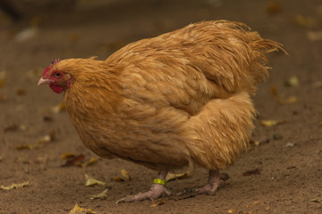 Color hen with long feathers on small legs