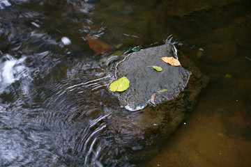 A Bavarian stream on the way to its mouth in the big river