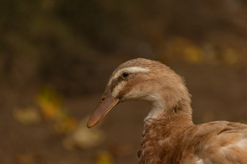 White and gray goose near small pond in rainy autumn day