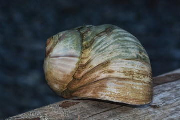 Moon Snail Shell on a log against a dark background