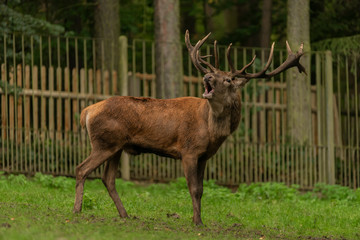 Naklejka na ściany i meble Deer and doe on green meadow in wet autumn day