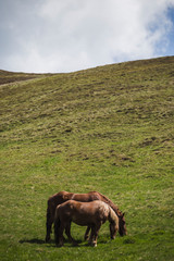 Horses resting on grassy mountain side