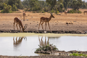 Gazelles Reflected in the Watering Hole at Sweetwaters Tented Camp, Kenya, Africa