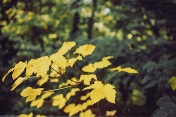 Closeup of yellow maple leaves with blurred green background on a sunny fall day