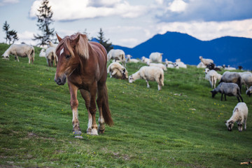 Obraz premium Horse and flock of sheep