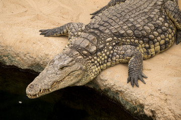 Fototapeta premium alligator relaxing on riverside