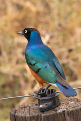 Superb Starling on a Fence Post in Kenya, Africa