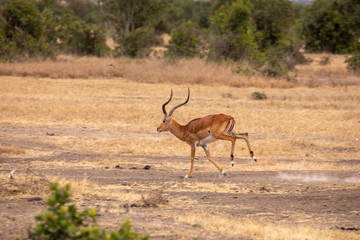 Impala Running Across the Savanna, Kenya Africa