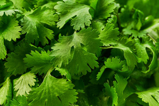 Fresh  green cilantro close-up, food background.
