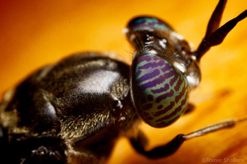 fly eye