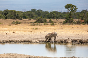 Naklejka na ściany i meble Warthog Reflected in the Watering Hole, Ol Pejeta Conservancy, Kenya, Africa