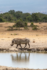 Warthog Reflected in a Watering Hole