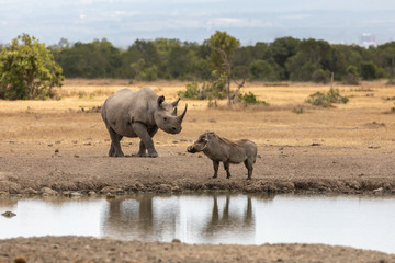 Warthog & White Rhinoceros Reflected in the Watering Hole, Ol Pejeta Conservancy, Kenya, Africa