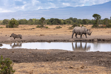A Warthog and a Rhino Meet at the Watering Hole, Sweetwaters Tented Camp, Kenya, Africa