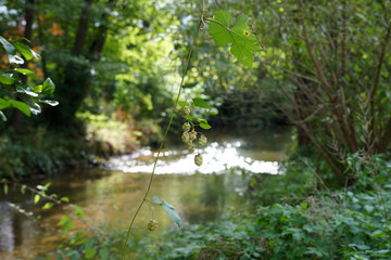A Bavarian stream on the way to its mouth in the big river