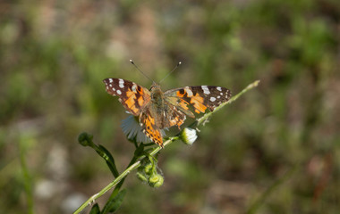 butterfly on flower
