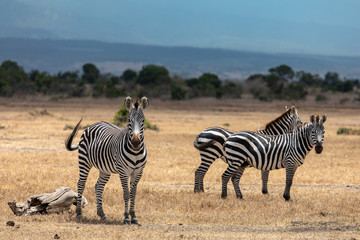 Three Grevy's Zebras on the Savanna Near Mount Kenya