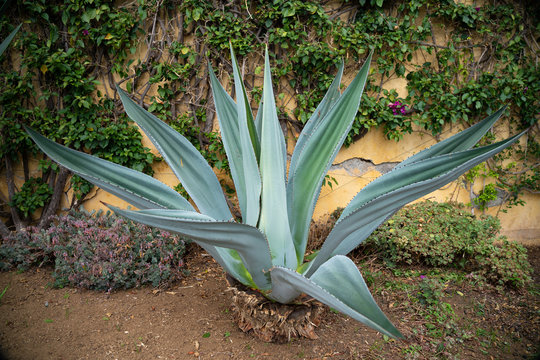 The Century plant, a succulent with fleshy rossette forming leaves