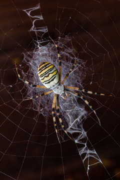 Argiope tygrzyk paskowany pająk sieć