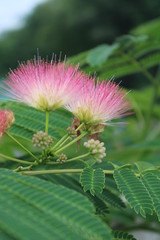 Альбиция ленкоранская.