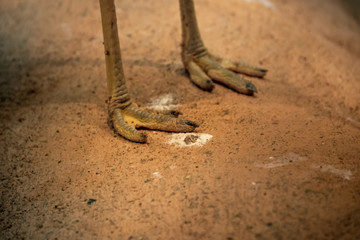 bird feet