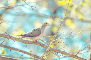 Morning dove perched on thin tree branches