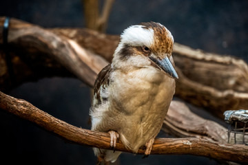 small white bird on a branch