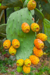 Prickly pear cactus with orange fruits close-up