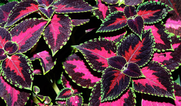 Brightly burgundy variegated coleus leaves, lit by sun. Concept - colored background