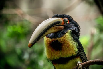 portrait of a tropical toucan bird