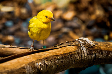 yellow bird on branch