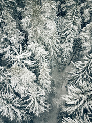 Aerial view from above of winter forest covered in snow. Pine tree and spruce forest top view. Cold snowy wilderness drone landscape photo.