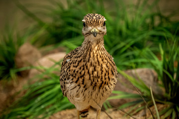 portrait of bird