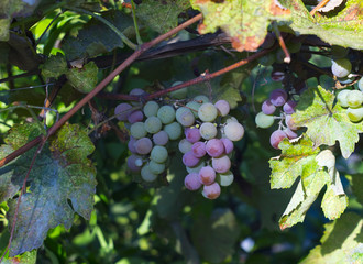  two clusters of grapes on one branch hanging among the leaves of grapes