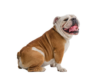 Obraz premium english bulldog portrait on white background