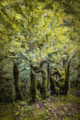 beautiful old trees, trunks covered with moss, in wild forest