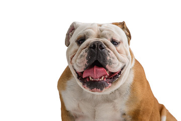 english bulldog portrait on white background