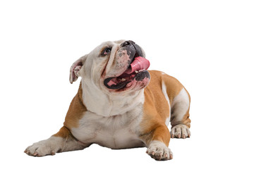 english bulldog portrait on white background