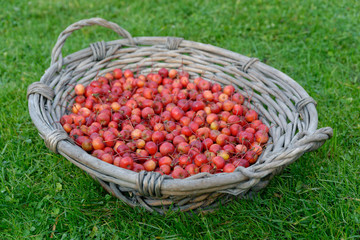 Holzäpfel im Weidenkorb