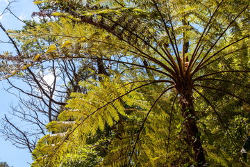 a view of the base of the leaves of palm trees with the beautiful light of the sun