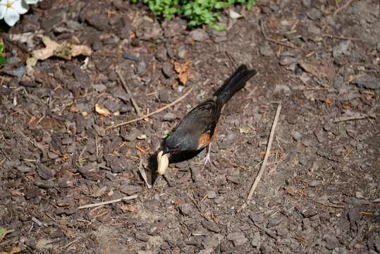 A Spotted Towhee holding a peanut in it's beak.